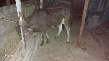 мышык кичинекей: Сатам | Кунаажын | Бордоп семиртүү үчүн | Байланган — 2