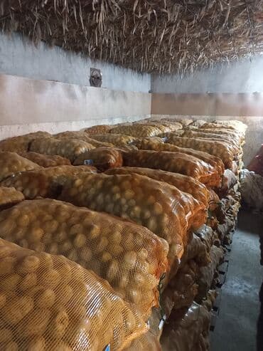 срочно продаю в связи с переездом: Картошка Пикассо — 6