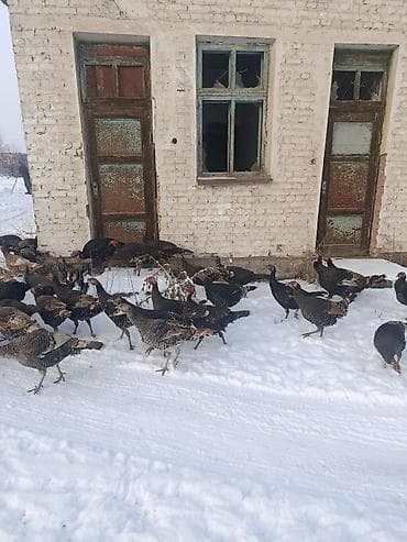 Аквариумдар: Индейки (стадо) - Порода/окрас: смешанные темные окрасы (черный — 3