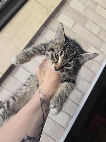 маленькие котики купить: Котята домашние, пушистые, активные. ОТДАМ В ДОБРЫЕ РУКИ - Окрас — 4