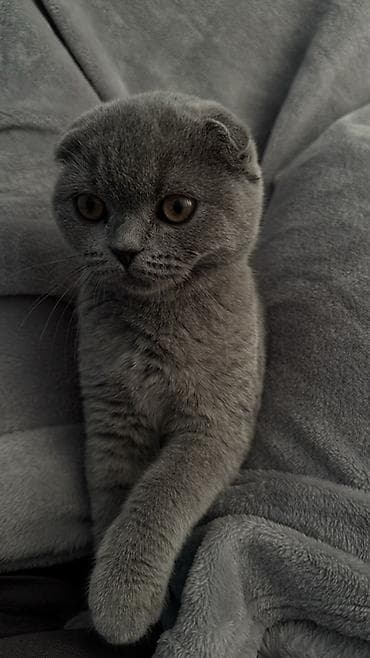 кой сатып алам бишкек: Шотландская вислоухая кошка (Scottish Fold), окрас голубой (плотный — 4