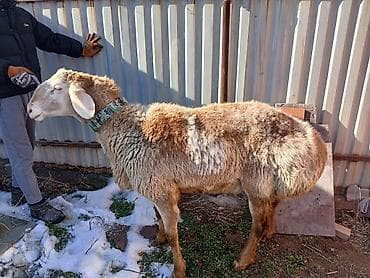 Продаю | Овца (самка) | Для разведения | Племенные