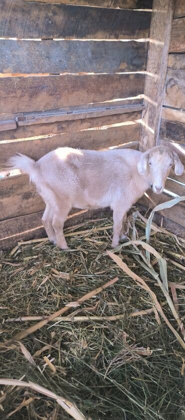 купить рабочую охотничью собаку: Продаю | Коза (самка) | Для разведения — 1