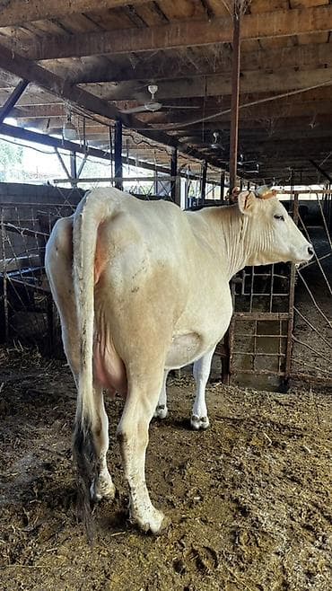 коры: Продаю | Корова (самка) | Для молока | Племенные — 5