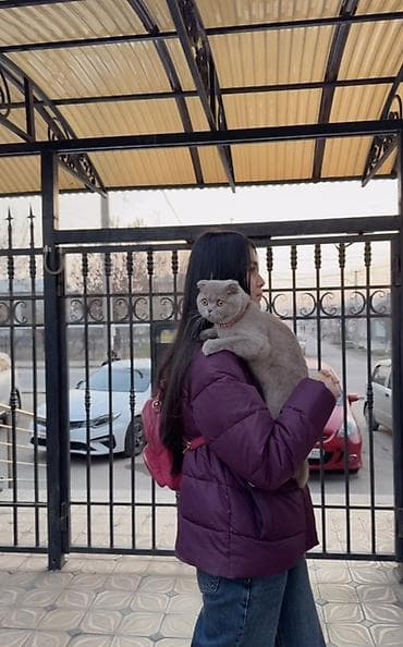 шотландский кошка: Шотландская вислоухая кошка Лиловый окрас 💫 Ей 1 год ( будет — 4