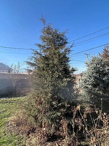 Можжевельник 2 шт высота деревьев 3 -3,5 метров. Цена договорная!