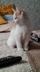 куда можно отдать собаку в бишкеке: Самый лучший подарок- это живой активный малыш,который станет — 14