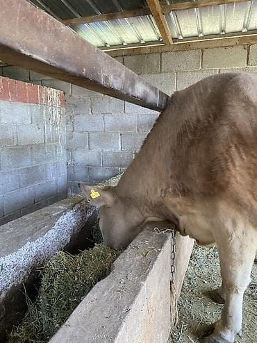 бык семец: Продаю | Корова (самка) | Для разведения, Для молока | Привязанные — 3