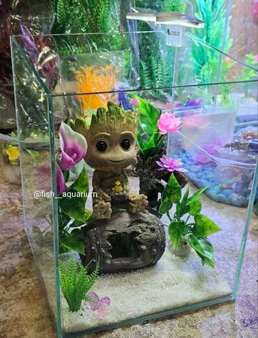 Аквариум 15 литров с прекрасным дизайном! 😍 #Бишкек #Кыргызстан