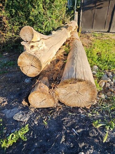 Продаю 3 тополя. Длина 5 м у каждого дерева. Диаметр - 36 см, 29 см и