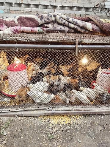 чоп пресс: Продаю | Цыплята | Для разведения — 4