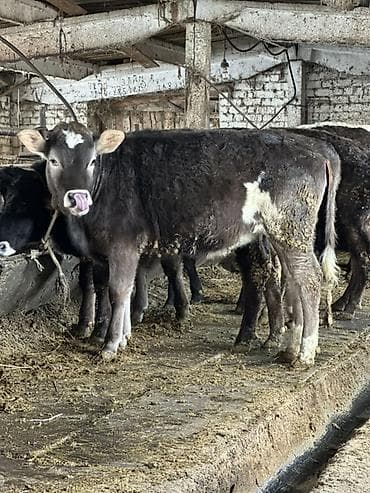 Аквариумы: Продаю | Тёлка | Алатауская — 1