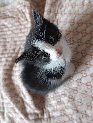 новорожденные котята: Котята, помёт домашней кошки. На фото — несколько малышей разной — 4