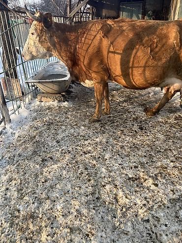 молоко для телят: Продаю | Корова (самка) | Для молока | Привязанные — 8