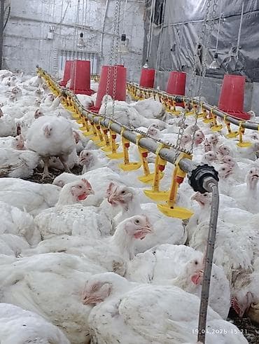 Мясо птицы: Цельные тушки бройлера - Выращенные в собственном птичнике бройлеры — 3