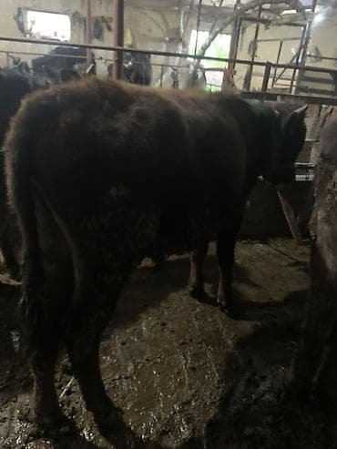 телята бычок: Продаю | Бык (самец) | На откорм | Племенные — 2