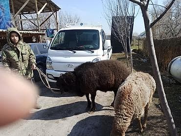 каракол собаки: Сатам | Ургаачы кой (ургаачы) | Көбөйтүү үчүн — 3