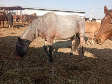 кролик декоративные: Продаю | Жеребенок | Для разведения | Племенные — 8