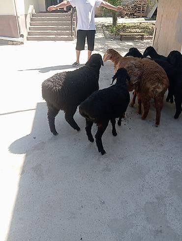 баранина живой: Продаю | Ягненок | На забой — 1