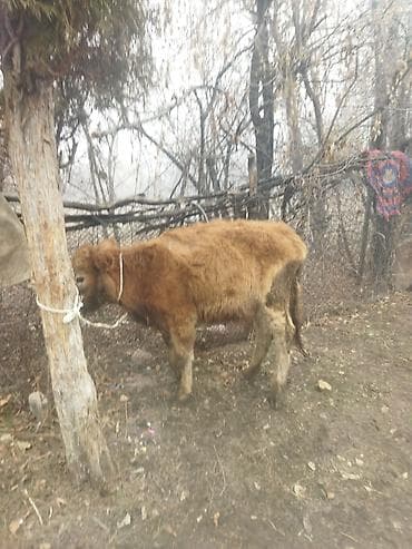 Продаю | Тёлка | Полукровка | На откорм | Привязанные