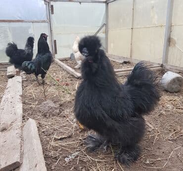 Шелковые Куры ( по 2000с. ) и карлики ( по 800с. ) — 3