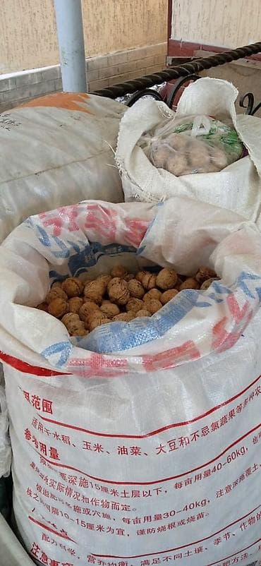 Акшактар, ун, шекер: Грецкий орех в скорлупе - Натуральные орехи в цельной скорлупе — 3