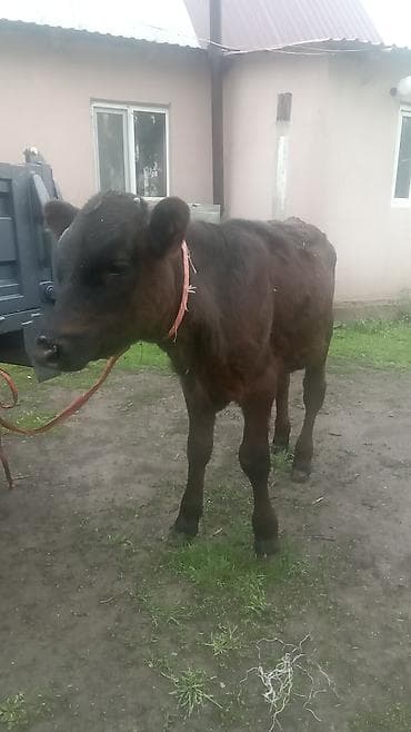 куплю корову: Продаю | Бык (самец) | На откорм | Привязанные — 3