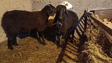 овцы токмак: Продаю | Ягненок, Баран (самец) | На забой | Племенные — 2