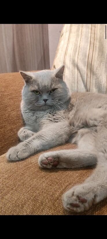 продажа породистых кошек: Вязка. Кот британец породистый с родословной .Чистый. Привитый — 6