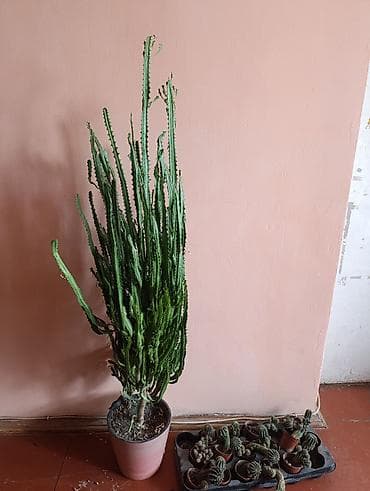 Молочаи: Молочай, высота 125 см от земли. Поливать 2 раза в месяц. Эуфорбия — 1