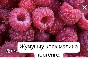 работа наличными: Малина В розницу — 1