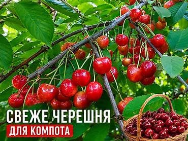 Огурцы Кураж, Оптом