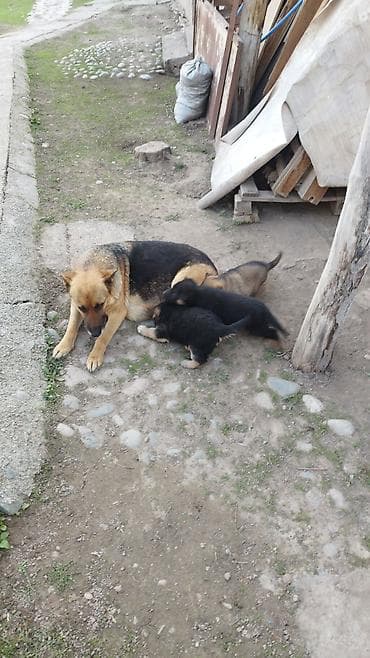 кыргыз тайган ит: Щенки немецкой овчарки - Порода: немецкая овчарка, классический — 4