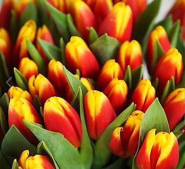 сколько стоит смородина на рынке: Тюльпаны свежесрезанные — разноцветные букеты в крафте. - Ассортимент — 6
