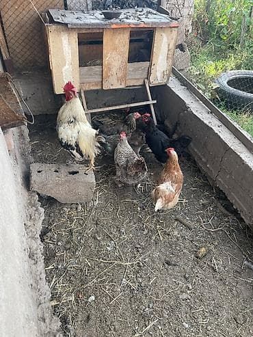продам курей: Продаю | Куры | Домашняя | Для разведения — 2