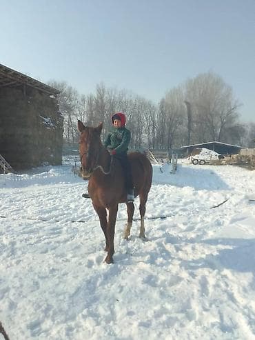 Услуги ветеринара: Продаю | Конь (самец) | Конный спорт — 2