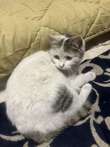 подать обьявление: 🩷 Отдам в добрые и заботливые руки 🩷 Малышка, 7 месяцев — 9