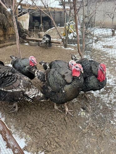 Птица: Индюк  — 4