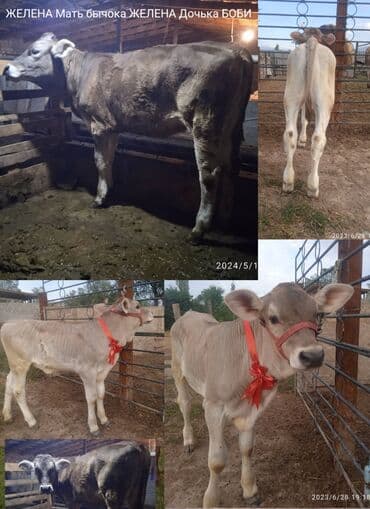 ячмень купить оптом: Продаю | Бык (самец) | На откорм — 10