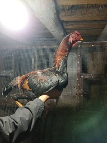 купить домашнюю черепаху: Продаю дакан порода китайц — 1