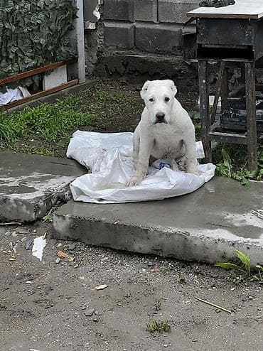эркек кучук: Алабай, 3 айлык, Эркек, Эмделген — 4