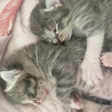 Скотиш Фолд (Шотландиялык шалпаң кулак), 1 айлык, Ургаачы, Боз — 3