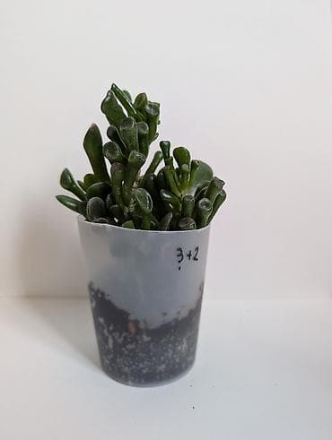 монстер: В продаже комнатные растения в г. Бишкек. 1) Сансевьерия сортовая - — 5