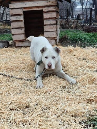 казакча той ырлары 2020 скачать: Ищем дом молодой суке породы алабай. Рожать не будет. Привезём сами — 4