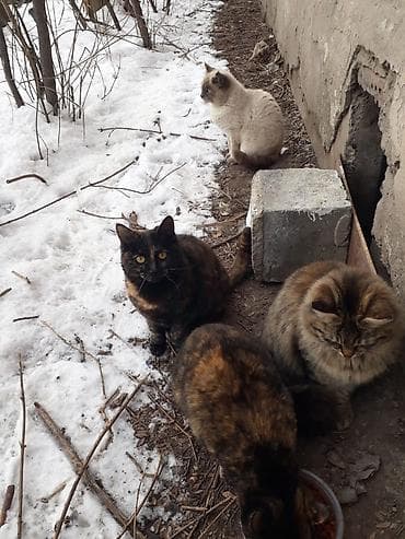 тайский кот: Беспородная, 6 месяцев, Девочка, Приучена к лотку — 2