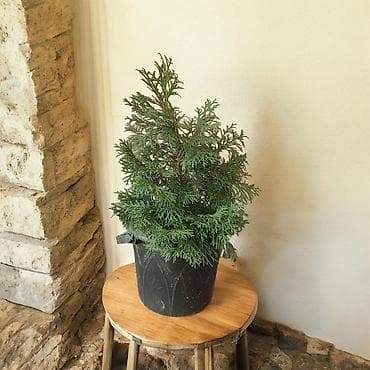 кантен: Туя западная в контейнере - Вечнозелёный хвойный кустарник с плотной — 1