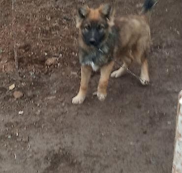 мал айдаган ит керек: Отдам даром щенят самцы Сокулук — 5