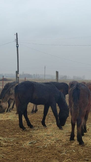 дом для животных: Продаю | Жеребец, Жеребенок — 6