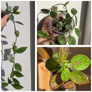 для растений: В продаже большие филолендроны,бурле макс 2500 сом, Дольчатый и грей — 7