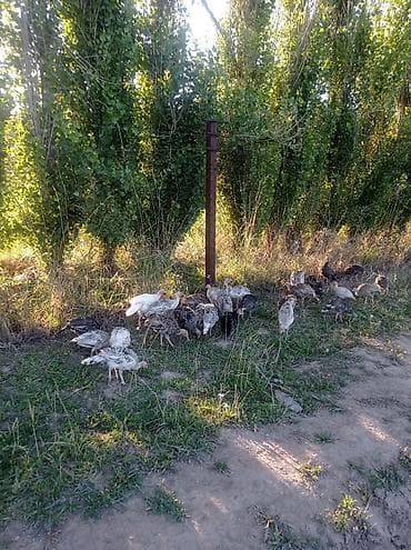 перепелки живые: 25шт.почти 3х месячные.1500с. Молодняк индюков, разный окрас (белый и — 5